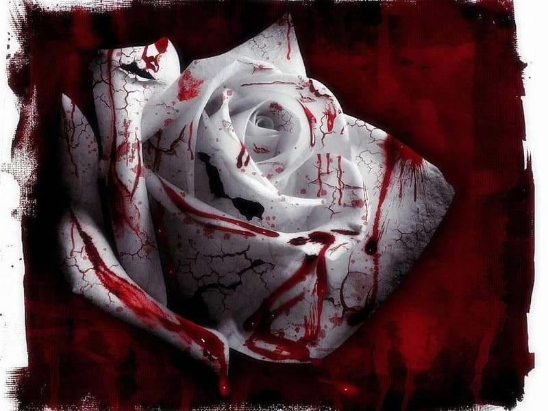 rose blanche, belle, amour, triste, romantique, HD wallpaper