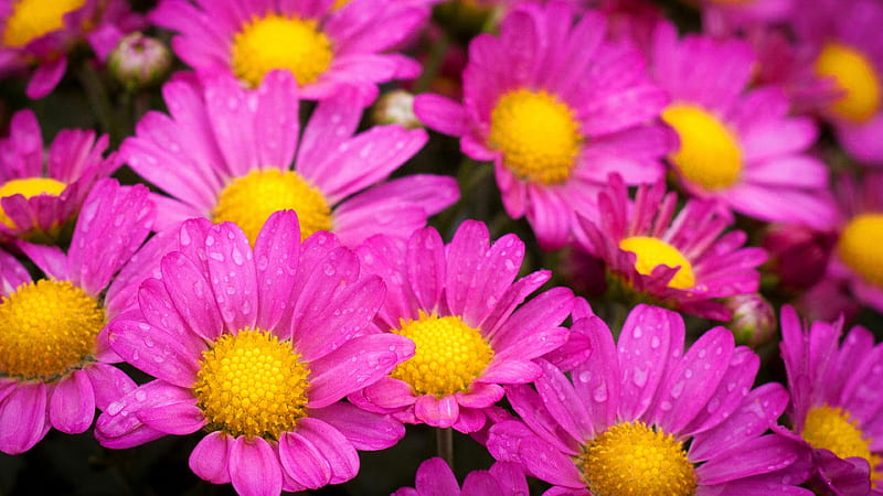 Water Drops On Pink Daisies, water, drops, pink, flowers, HD wallpaper
