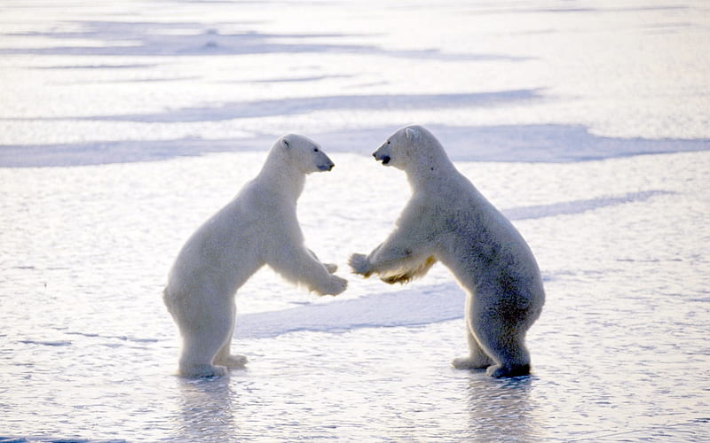 Boxing fight-a polar bear, HD wallpaper