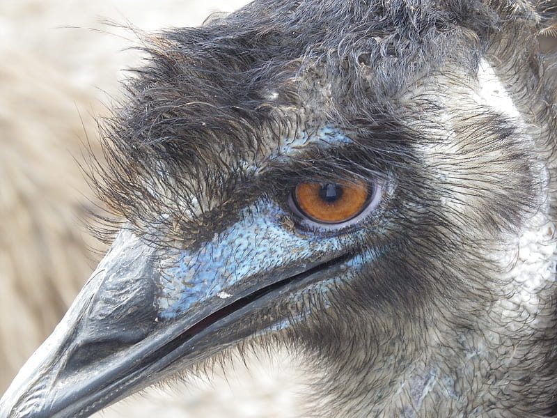 Emu, flighless, australia, bird, HD wallpaper