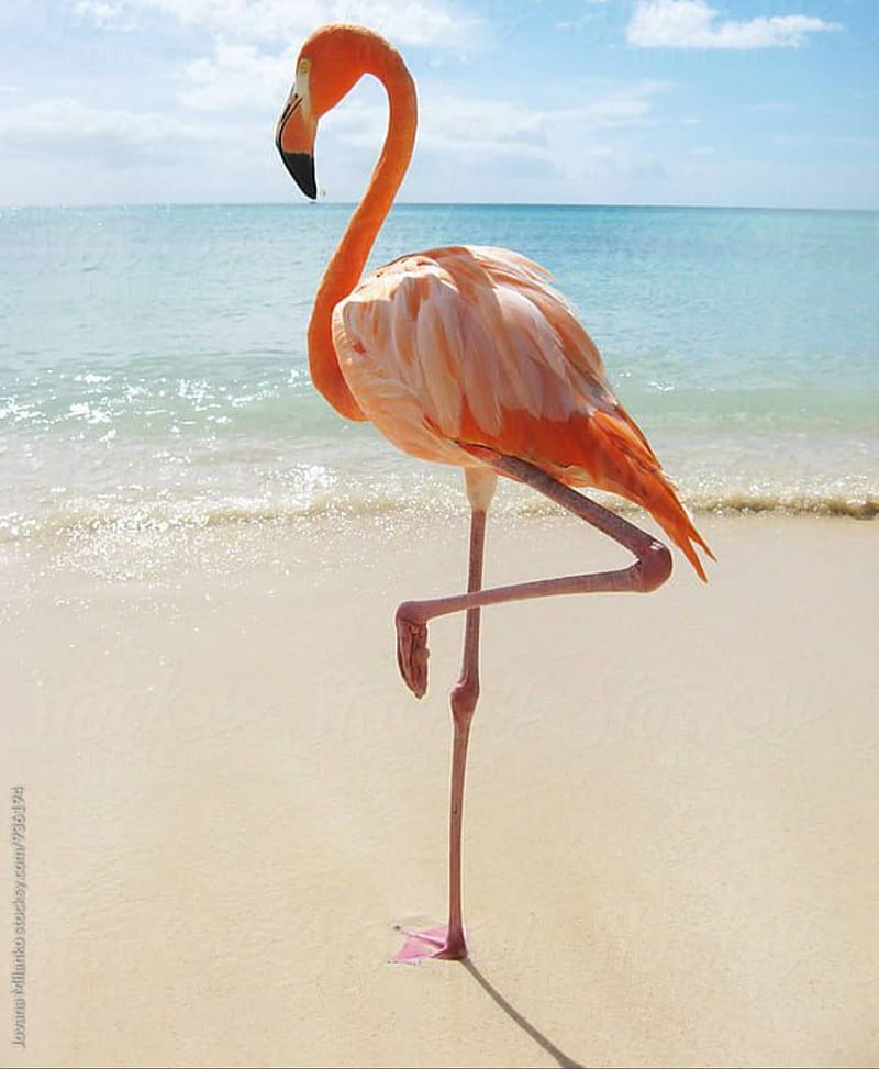 Flamingo on beach , animal, bird, cute, flamigo, pink, HD phone wallpaper