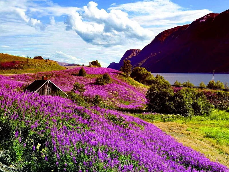 Sognefjord Na Uy là một trong những điểm đến tuyệt đẹp của châu Âu với cảnh quan thiên nhiên đẹp mê hồn. Hãy tìm hiểu thêm về nơi đây qua những hình ảnh thơ mộng về bờ biển, ngôi nhà và bầu trời.