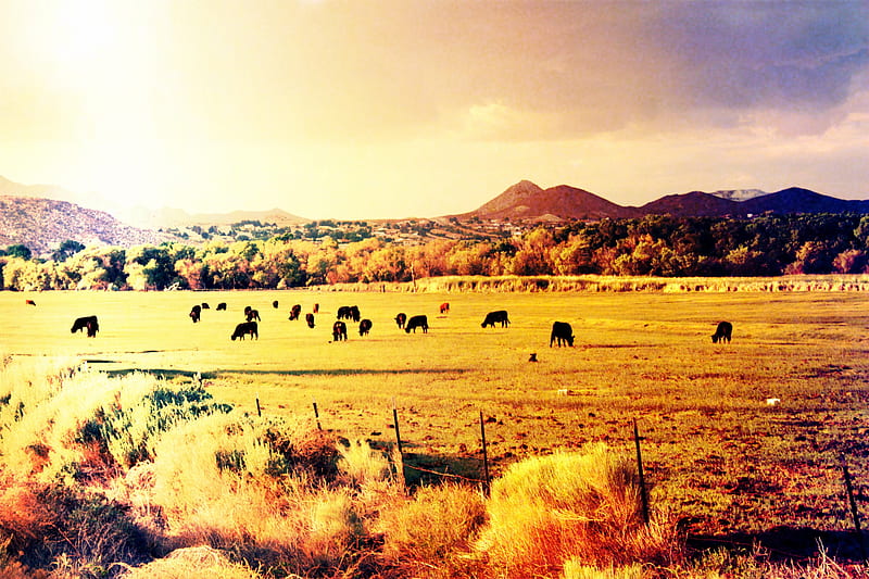 Desert Cattle, Cattle, Mojave, Desert, landscape, HD wallpaper