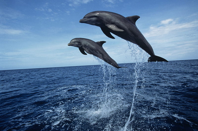 Black Sea Dolphins, black, dolphins, sea, animals, HD wallpaper
