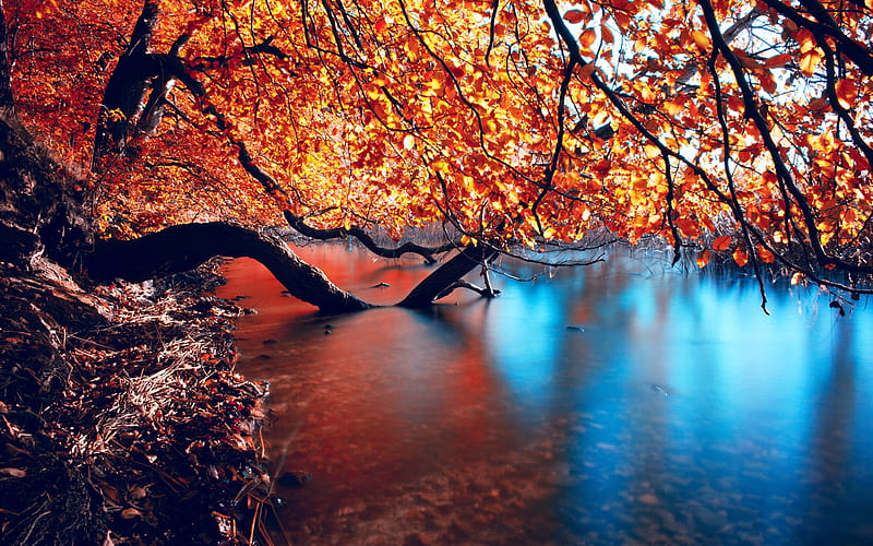 Trees Plunged into the River, water, autumn, river, nature, reflection, trees, HD wallpaper