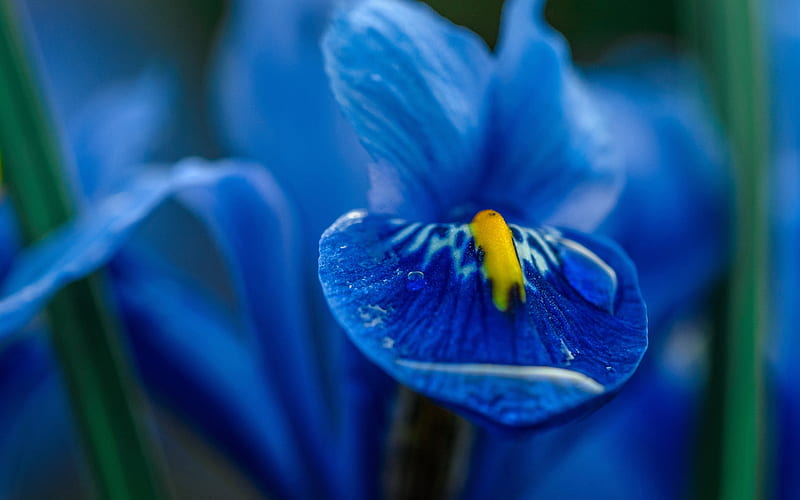 Blue iris, macro, bokeh, blue flowers, Irises, beautiful flowers, HD wallpaper