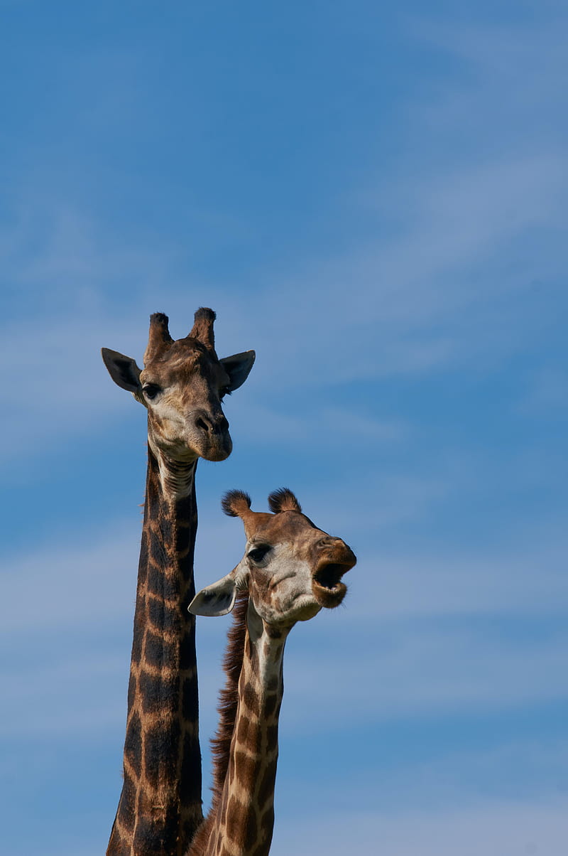 giraffe, animals, spots, neck, HD phone wallpaper