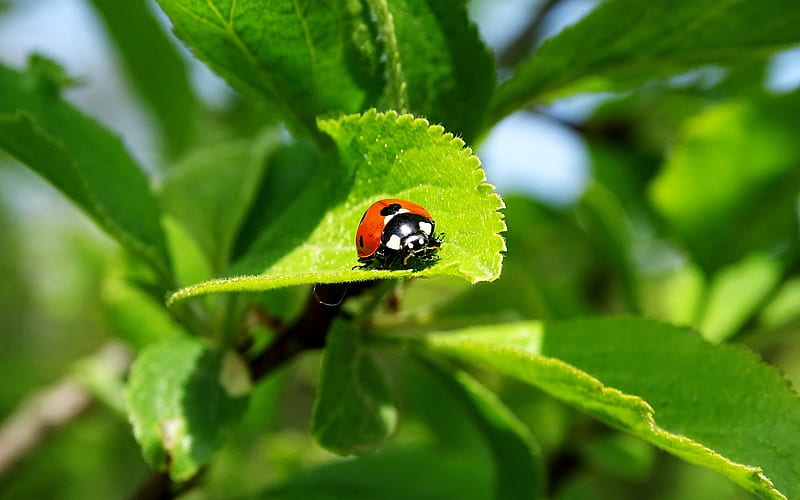 Ladybug on Leaf, nature, leaves, ladybug, macro, HD wallpaper