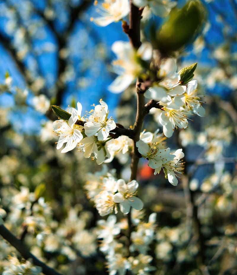 Apricot flowers, apricot, flowers, spring, petals, HD phone wallpaper