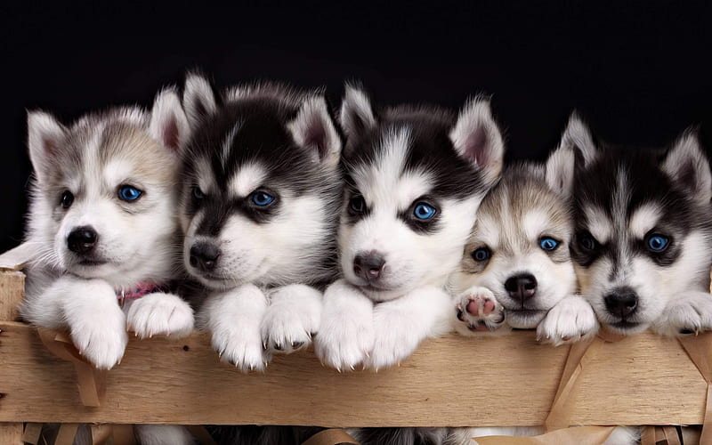puppies, husky, cute animals, small dogs, HD wallpaper