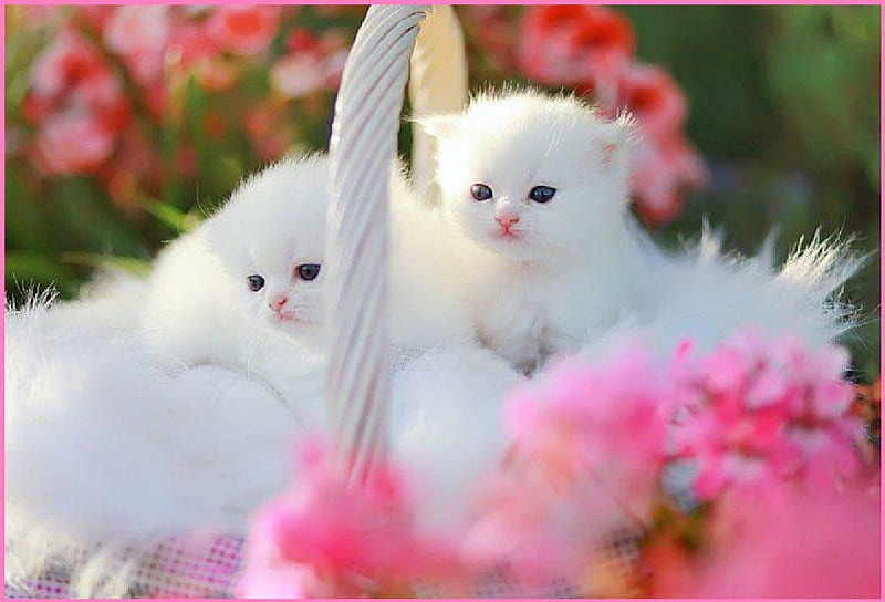 white fluffy kitens in a basket, white, cats, basket, fluffy kittens, HD wallpaper