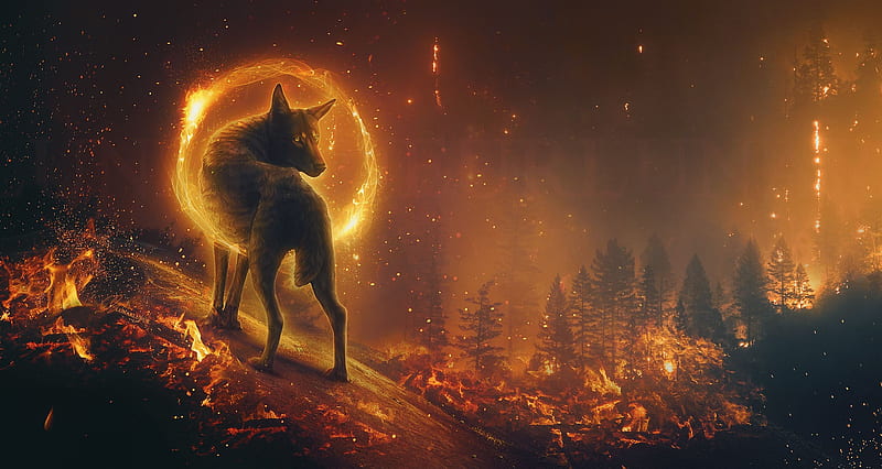 Fire, forest, art, wolf, flames, HD wallpaper