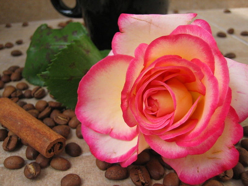 Rose and coffee, rose, cinnamon, coffee beans, coffee, cup, flower, petals, pink, natural, HD wallpaper