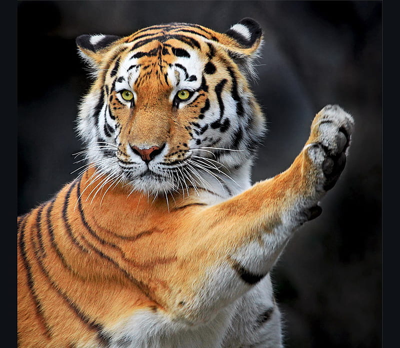 High five, gold, stripes, black, tiger, white, cat, HD wallpaper