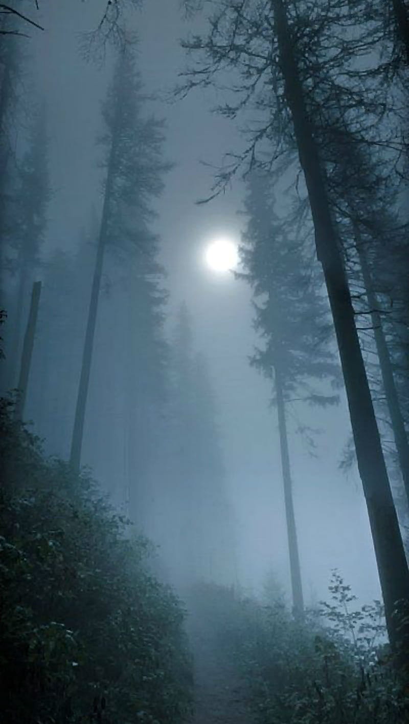 Foggy Night, fog, halloween, moon, scary, sky, spooky, tree, forest, creepy, dark sun, HD phone wallpaper