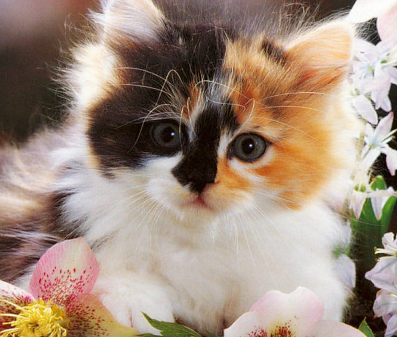 Cute Kitten, cute, flowers, face, kitten, HD wallpaper