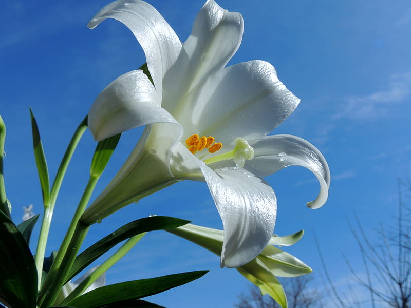 Easter Lilies, Sky, Nature, graphy, Flowers, Spring, Blue, HD wallpaper |  Peakpx