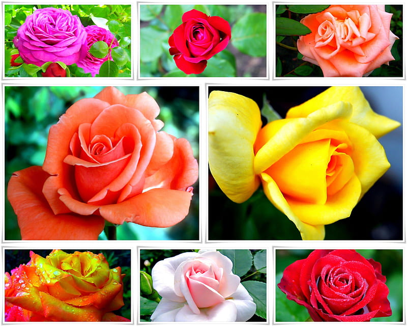 Delicate Roses, red, marteeni, orange, rose, yellow, bonito, collage, roses, delicate, purple, flower, flowers, white, pink, HD wallpaper