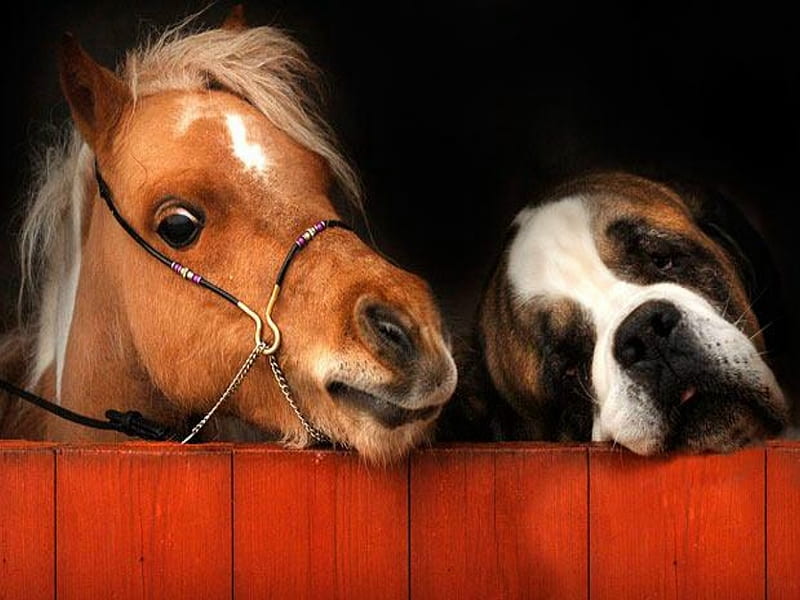 Cute Pony And Saint Bernard., saint bernard, stable, horse, barn, dog, HD wallpaper