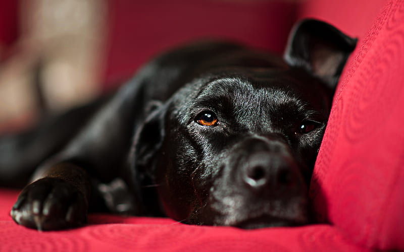 black labrador, close-up, retriever, pets, bokeh, black dog, cute animals, black retriever, labradors, HD wallpaper