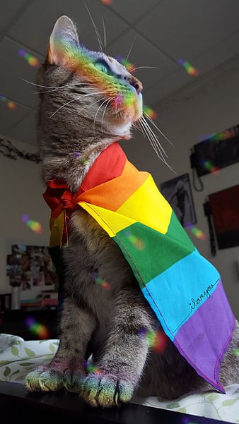 Pride Cat, cat, gay, lgbtq, pride, HD phone wallpaper