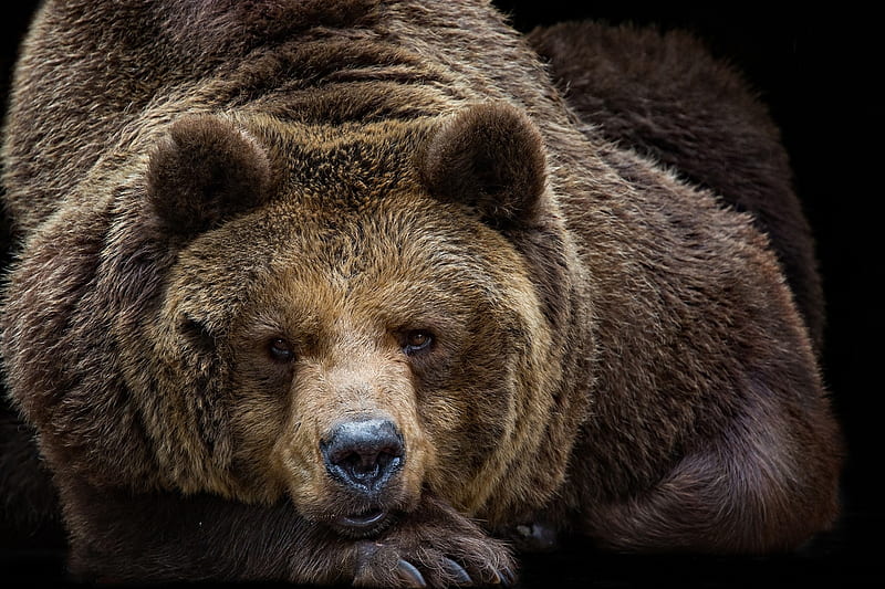 Bear, paw, brown, animal, HD wallpaper