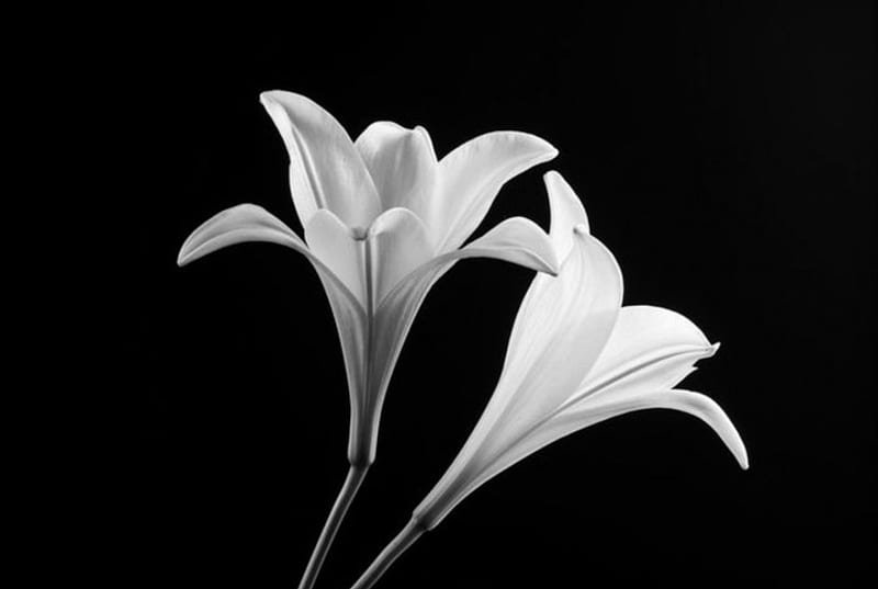 Minimalist, nice, black and white, flowers, bonito, scenary, HD wallpaper