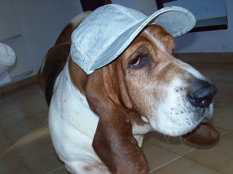 basset-hound, nice, amigo, cachorro, HD wallpaper