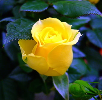 Friendship Rose vàng thể hiện tình bạn đúng nghĩa, là món quà tuyệt vời cho bạn bè của bạn. Hãy chiêm ngưỡng sự dịu dàng và tinh tế của hoa hồng này qua những bức ảnh tuyệt đẹp.