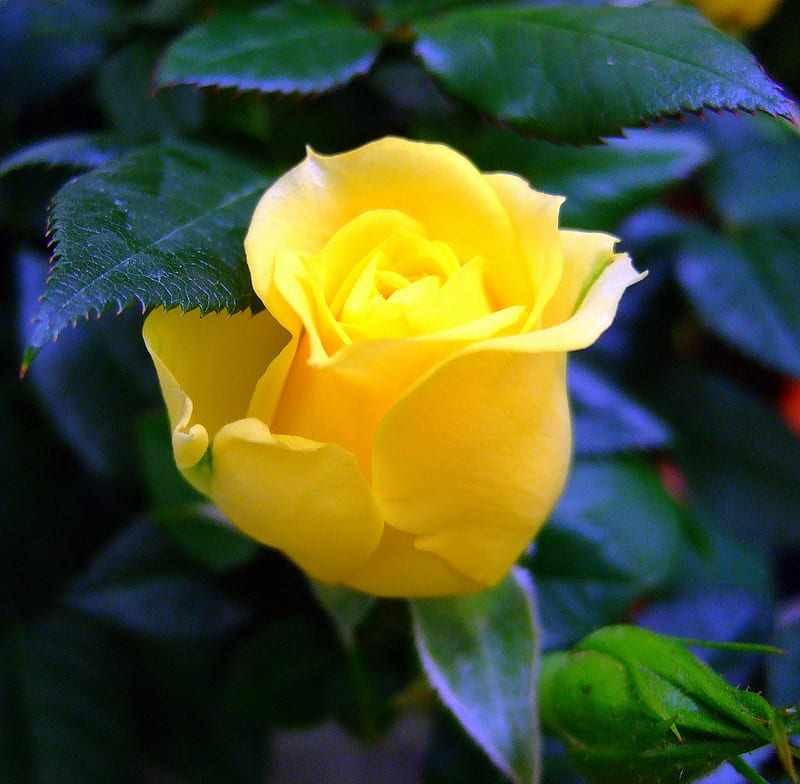 free download | Friendship Rose, yellow, garden, rose, friendship, HD ...