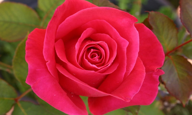 Pink Rose, pretty, rose, medium, layers, leaves, green, darkness, flower,  nature, HD wallpaper | Peakpx
