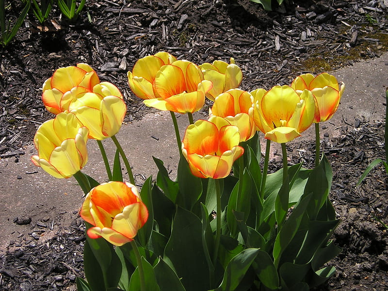 Deer Candy, Brecksvillekc, Brecksville, flowers, spring, tulips, HD wallpaper