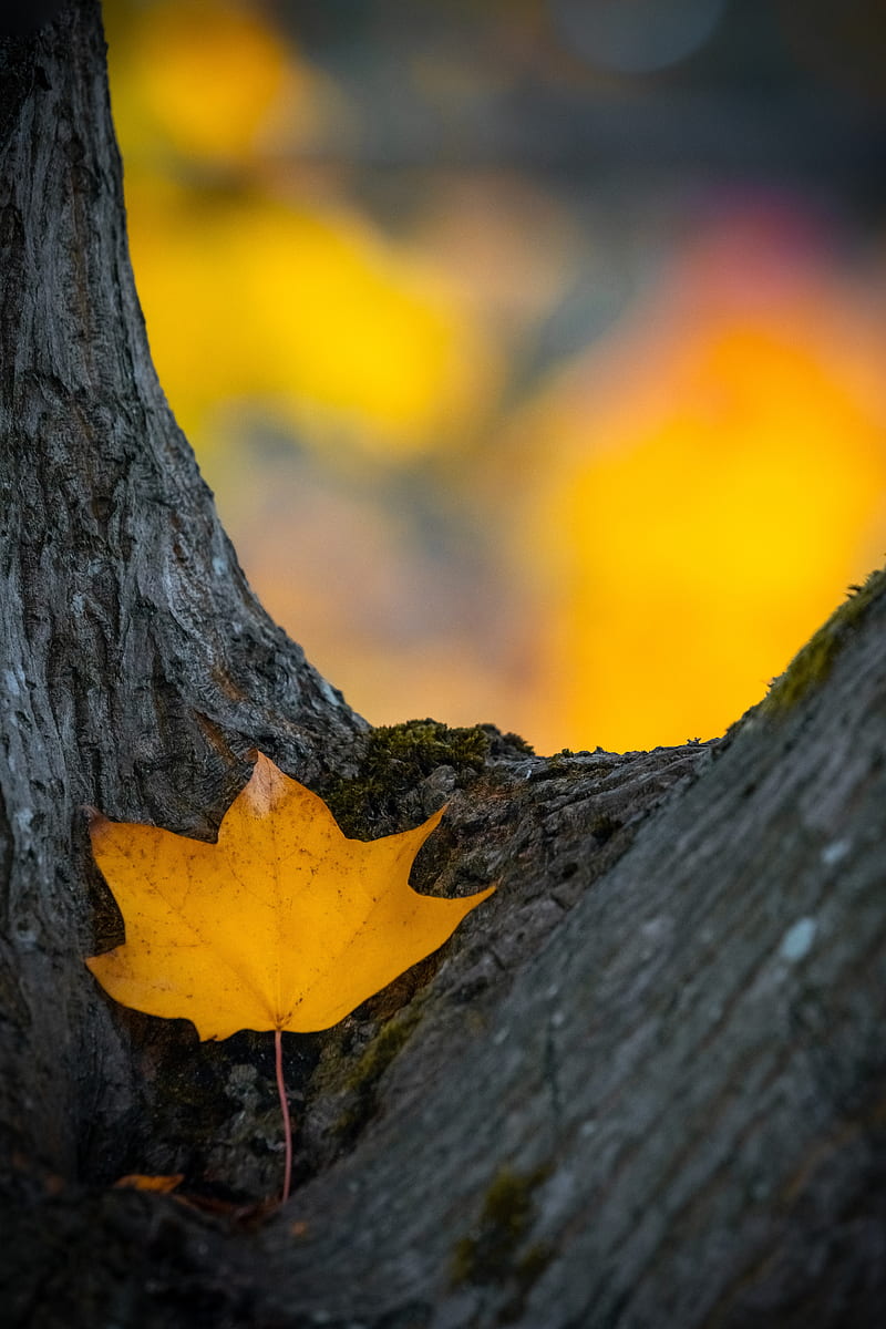 leaf, yellow, dry, tree, autumn, HD phone wallpaper