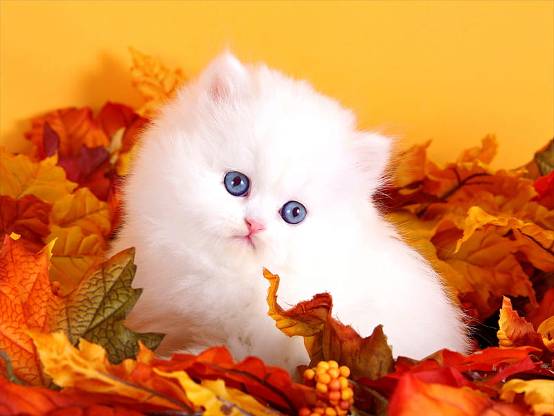 Teacup persian kitten, fall, autumn, fluffy, kitty, colors, cat, teacup, foliage, persian, leaves, season, kitten, HD wallpaper