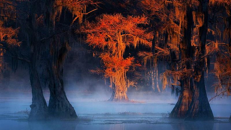 An incredible morning in the southern cypress swamps of Florida, leaves, misty, trees, autumn, colors, usa, HD wallpaper
