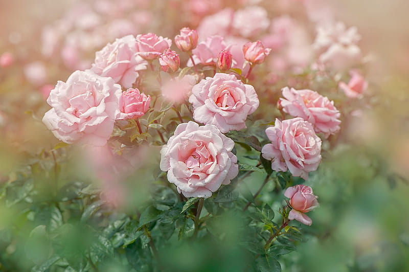 Roses, vara, rose, green, flower, summer, pink, trandafir, HD wallpaper ...