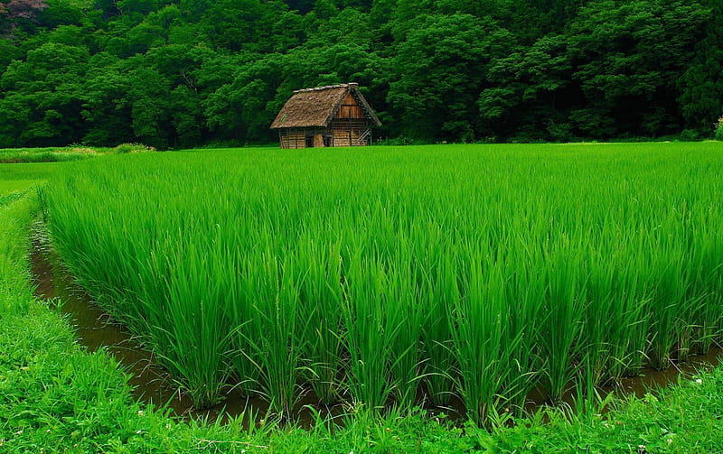 Plantation rice, rice, forest, green, landscapes, plantation, nature, field, barn, HD wallpaper