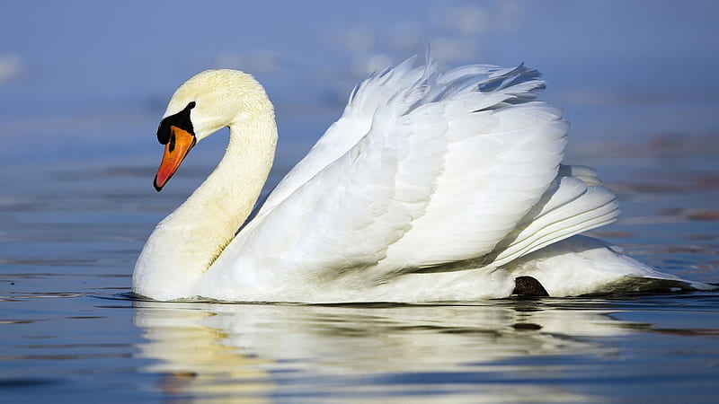 Swan, Feather, white, animals, HD wallpaper