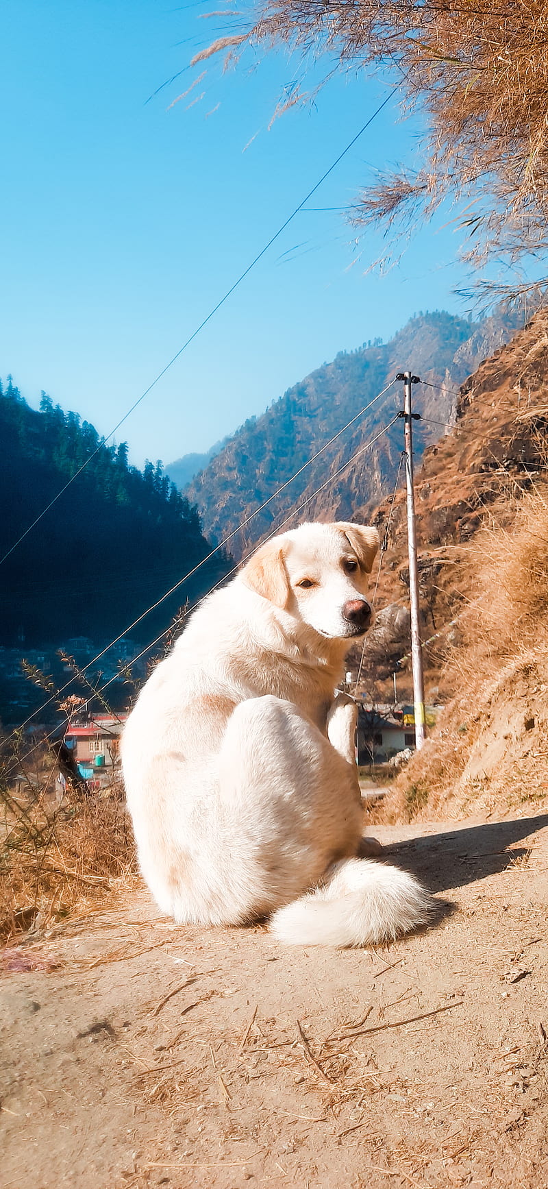 Cute dogs , cute dogs, animal , best , dog, dogs , himachal pradesh, nature , pet lovers, puppy, wolf, HD phone wallpaper