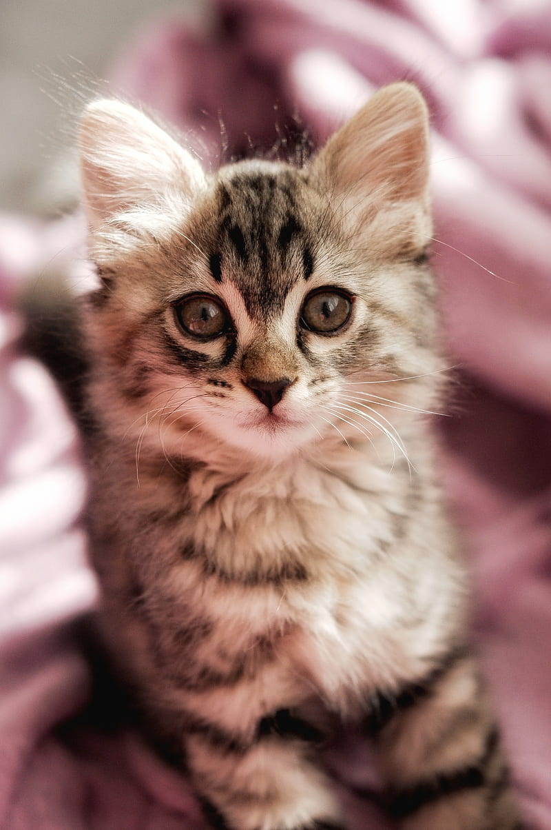 cat, kitten, pet, glance, cute, fluffy, HD phone wallpaper