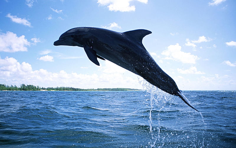 Dolphin Diving-Animal World Series, HD wallpaper