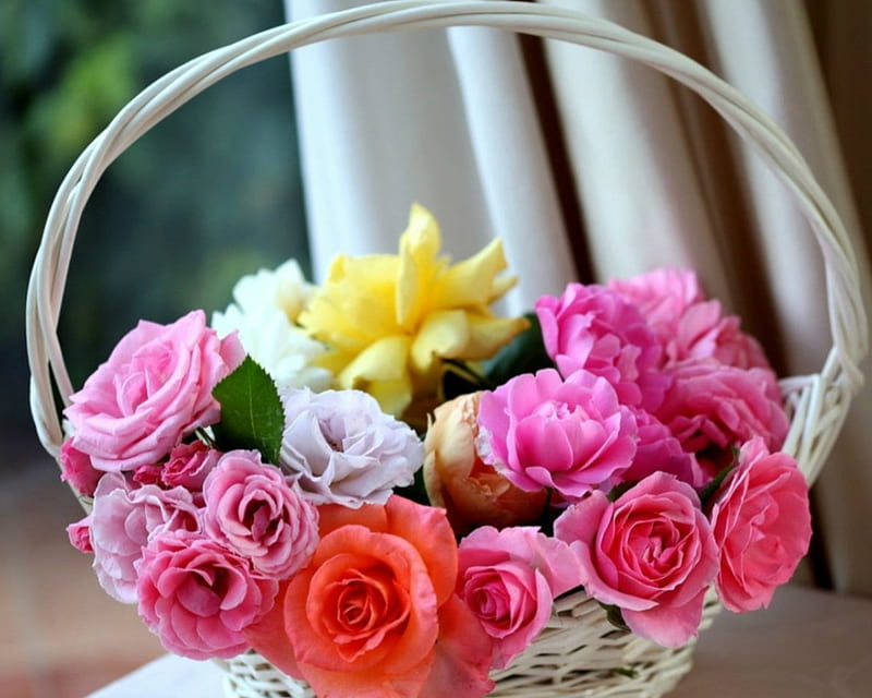 A basket pf roses, flowers, petals, roses, basket, HD wallpaper