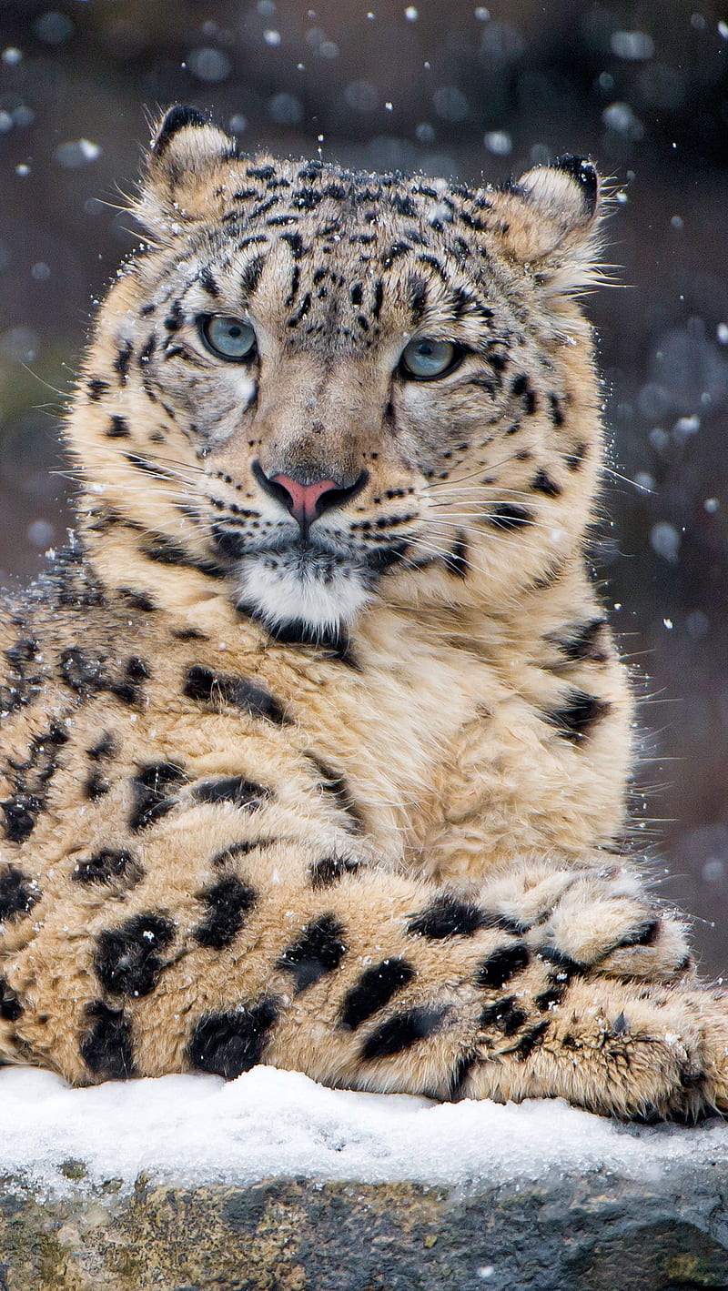 Snow leopard, HD phone wallpaper | Peakpx