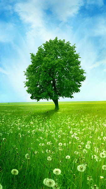 Green Tree, Blue Sky Background, greenery, grass, nature, HD phone wallpaper  | Peakpx