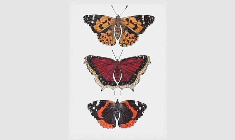 Butterflies, Animals, Entomology, Insects, HD wallpaper