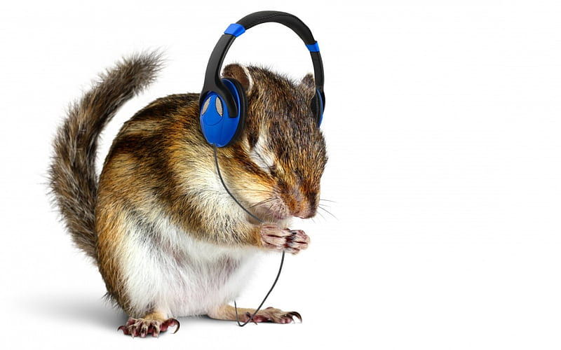 Love for music, chipmunk, cute, squirrel, music, headphones, white, animal, blue, HD wallpaper