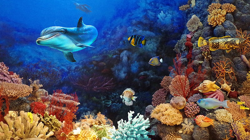 https://w0.peakpx.com/wallpaper/336/943/HD-wallpaper-sea-stuff-sea-dolpin-fish-sea-shells-ocean-coral-firesfox-theme.jpg