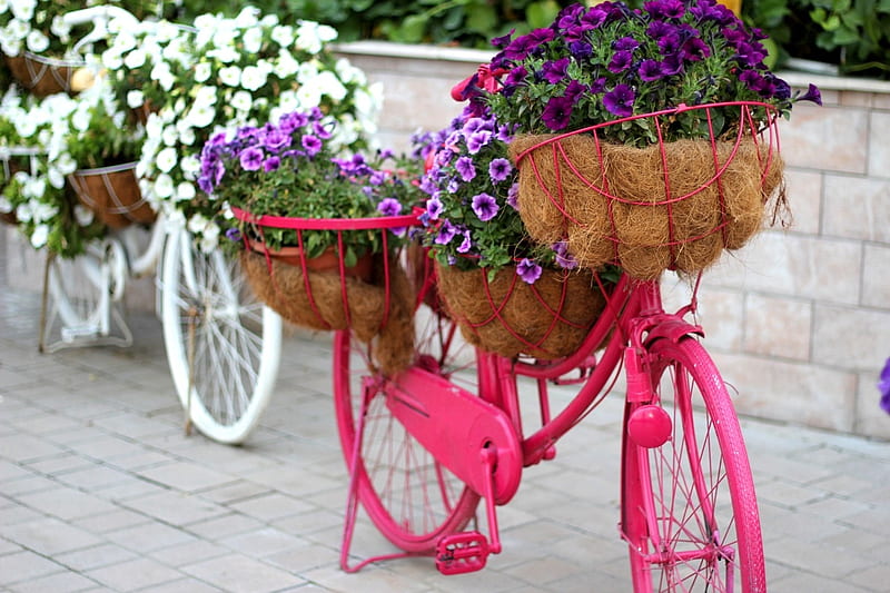 Floral Bikes, baskets, flowers, spring, pink, bicycles, white, HD wallpaper