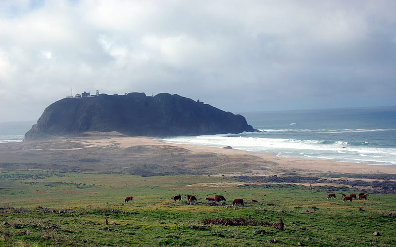 Big Sur Lighthouse, cloudy, rock, surf, lighthouse, beach, installations, fields, outcropping, cows, HD wallpaper