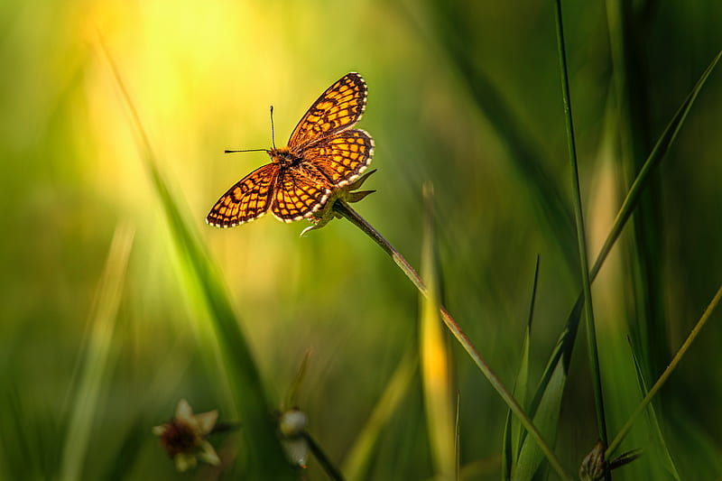 butterfly, insect, brown, grass, macro, HD wallpaper